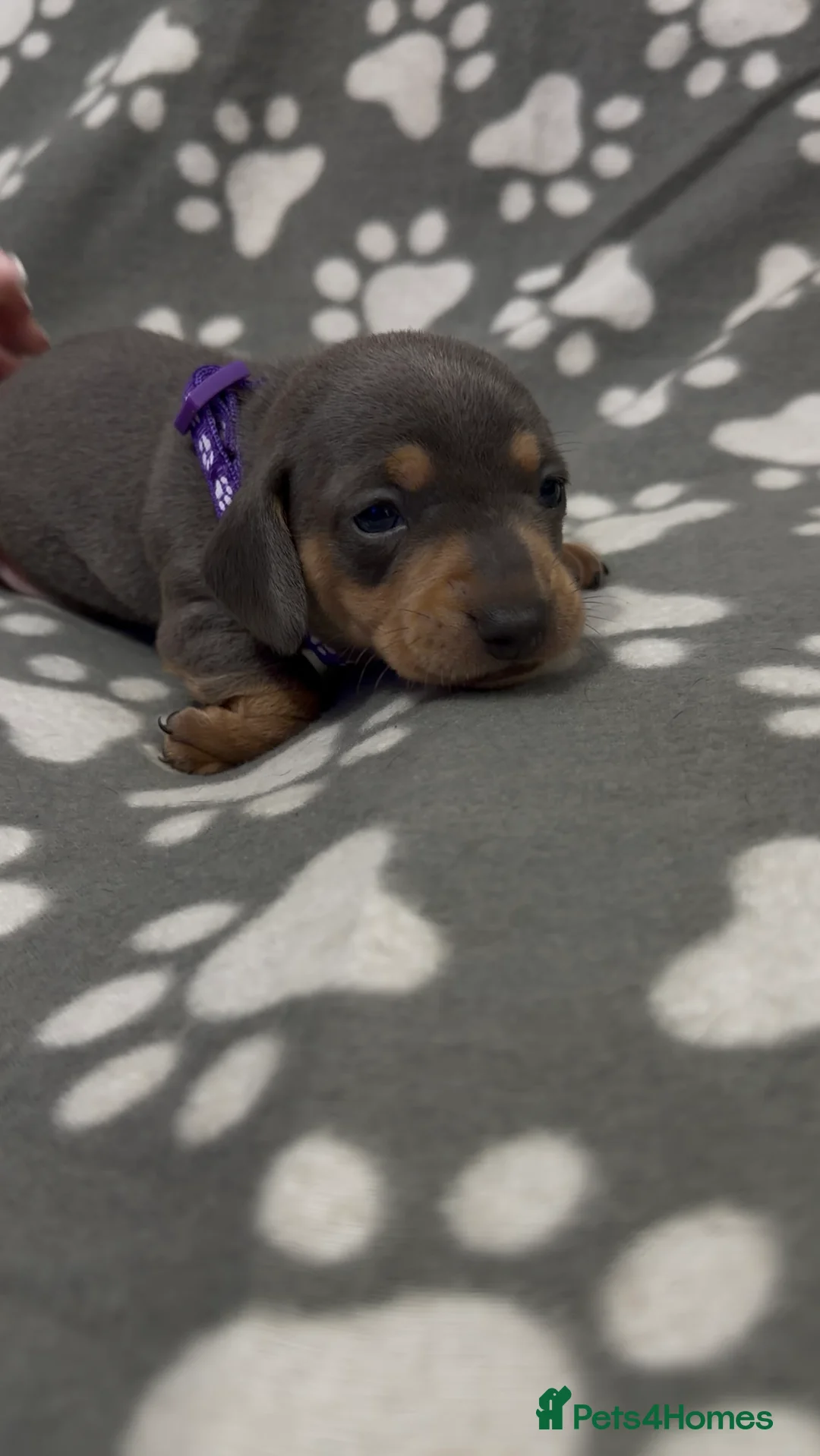 Miniature Dachshund dogs for sale:  Miniature Dachshund Puppies - Advert 2