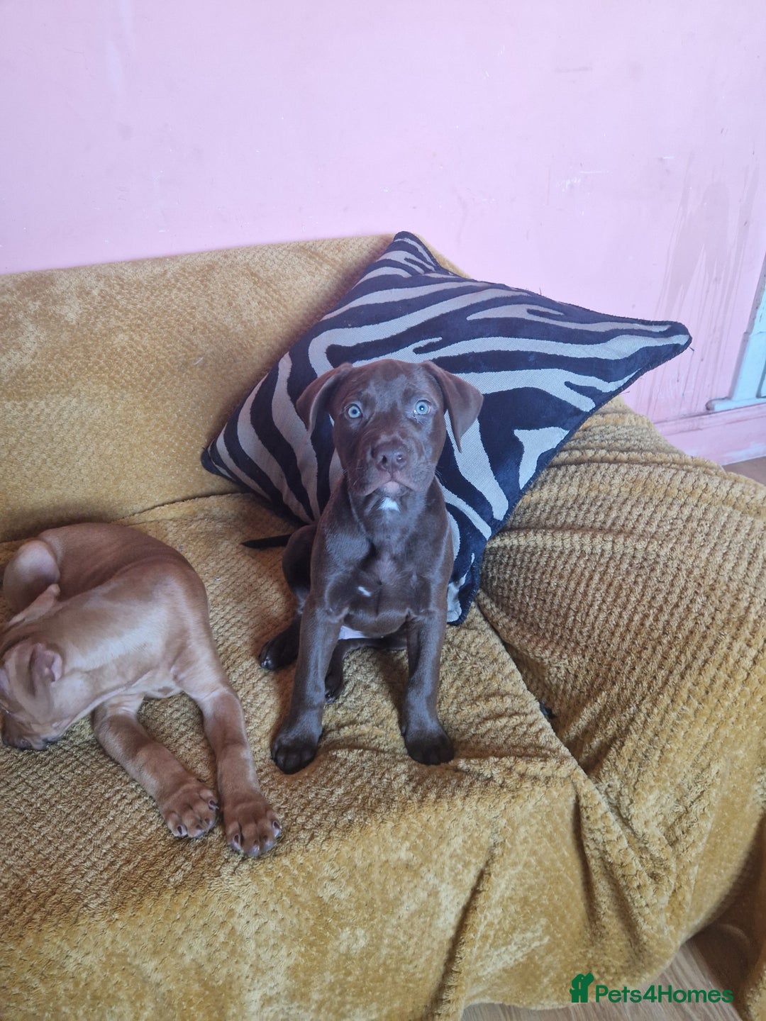 Mixed Breed dogs for sale: Doberman/labrador x american bulldog/english staff - Advert 23