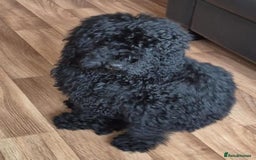 Mixed Breed dogs for sale: Miniature.Poodle  - Image 3