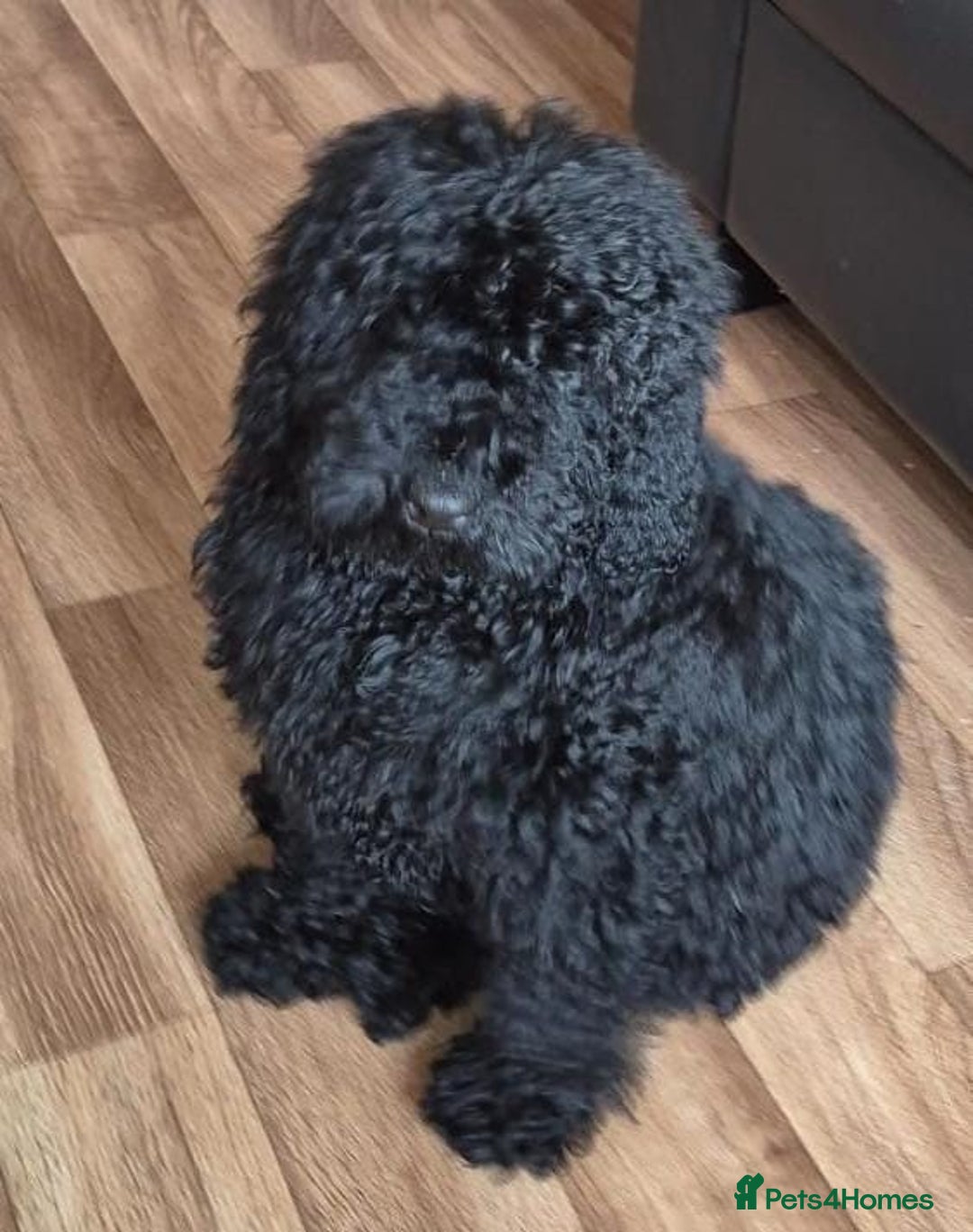 Mixed Breed dogs for sale: Miniature.Poodle  - Image 3