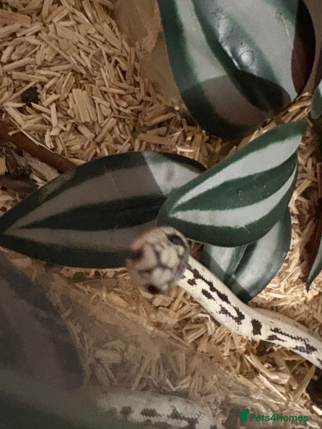 King Snake reptiles for sale: CALIFORNIA KING SNAKE - Advert 5