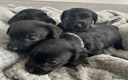 Mixed Breed dogs for sale: Gorgeous borker puppies - Image 6