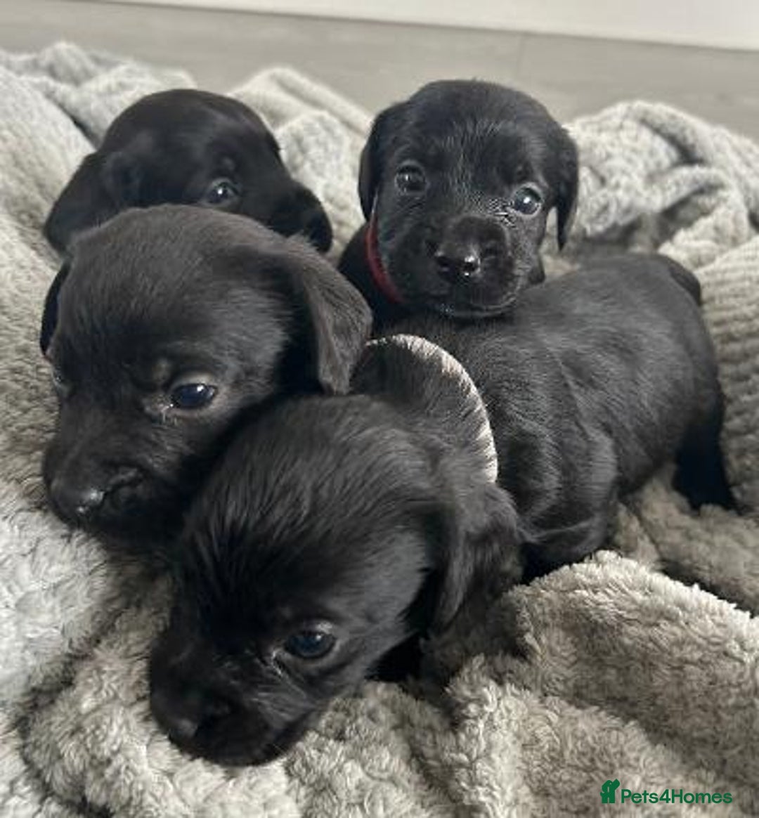 Mixed Breed dogs for sale: Gorgeous borker puppies - Image 6