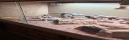 Bearded Dragon reptiles for sale: Rio bearded dragon  in Christchurch - Advert 7