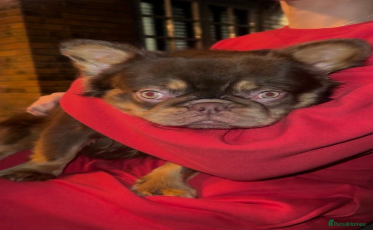 French Bulldog dogs in Nottingham - Advert 5