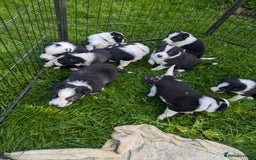 Border Collie dogs for sale: Border Collie Puppies - Image 7