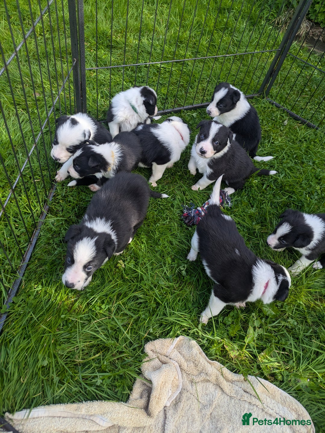 Border Collie dogs for sale: Border Collie Puppies - Image 7