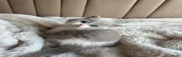 British Shorthair cats for sale: British Short Hair kittens GCCF REG - Advert 7