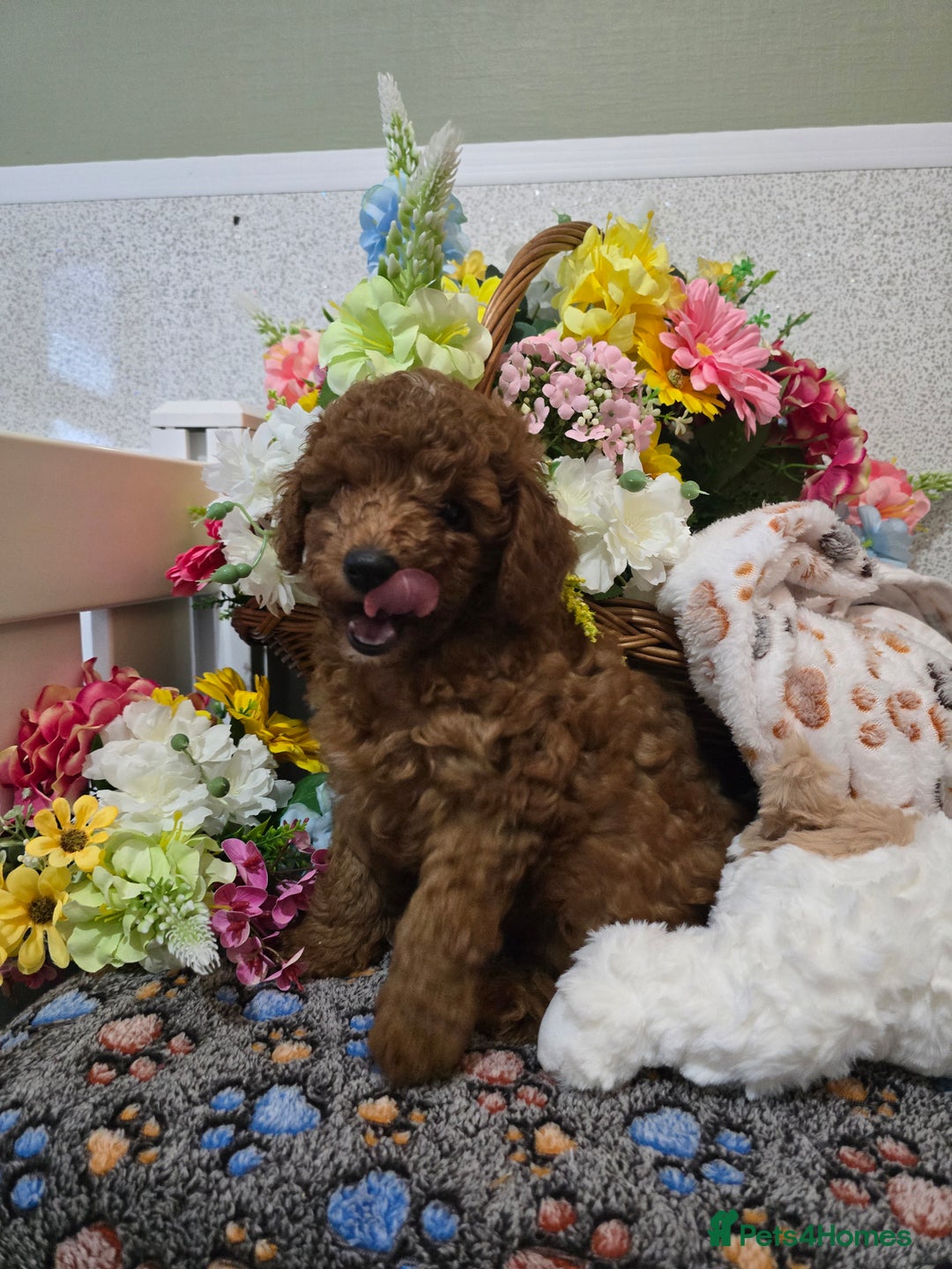 Toy Poodle dogs for sale: Kc reg deep red toy poodle council licensed  - Image 24