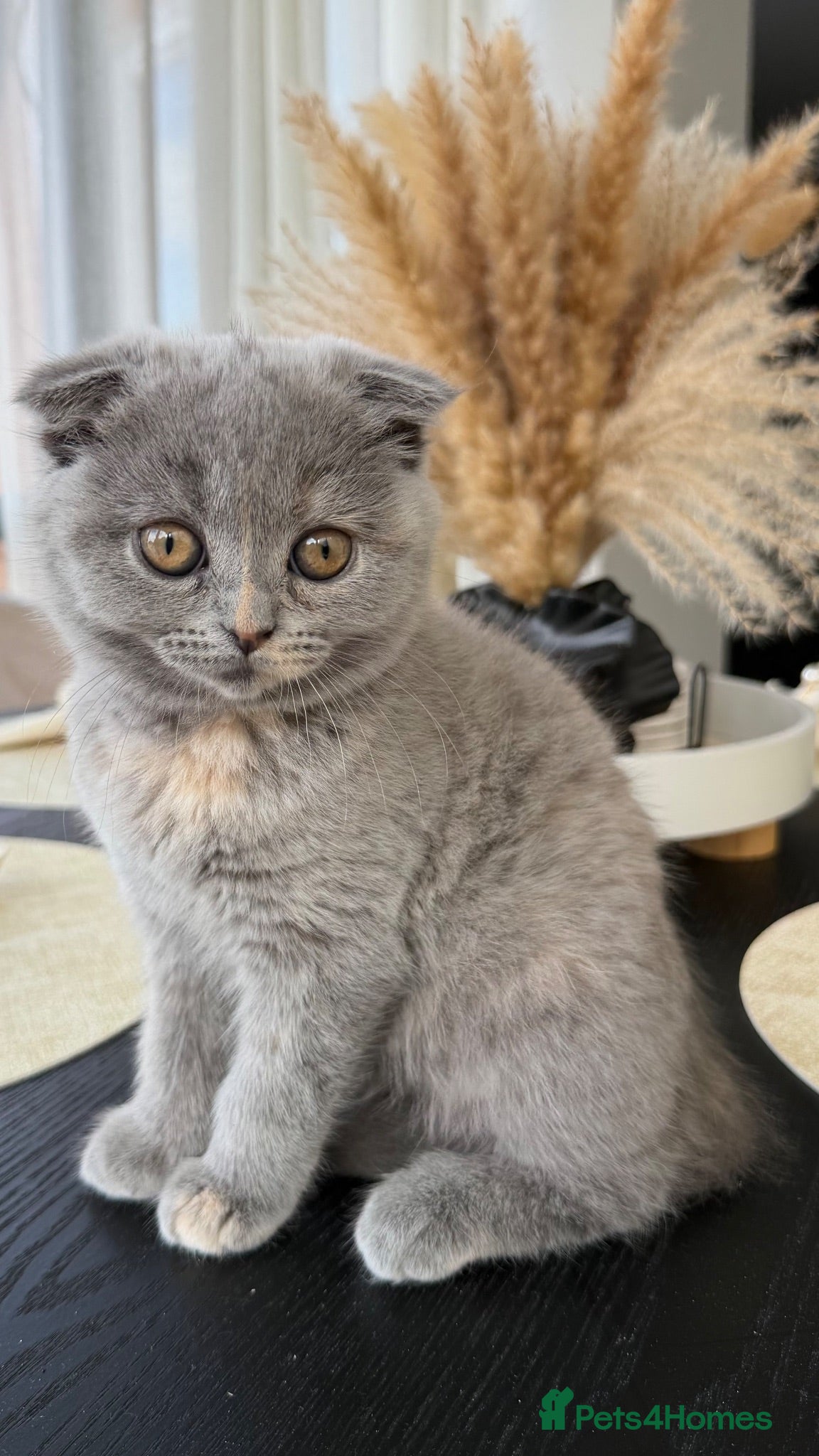 British Shorthair cats Cross breed; British shorthair X Scottish fold - Advert 2