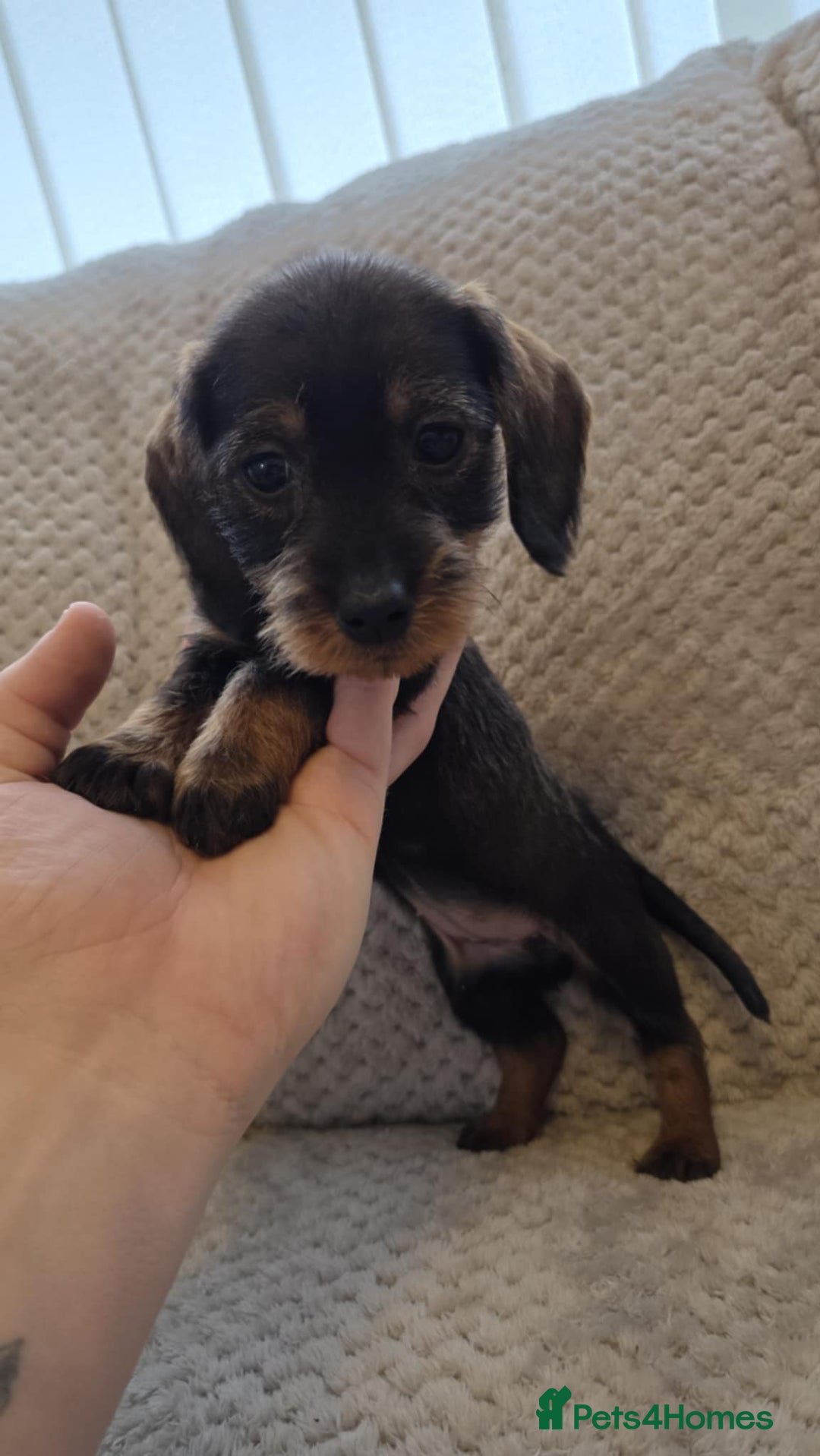 Dachshund dogs for sale: Dachshund wire haired (teckel pups) ✨ - Advert 11
