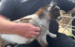 Goats livestock for sale: Gorgeous Chocolate & White Female Baby Pigmy - Image 6