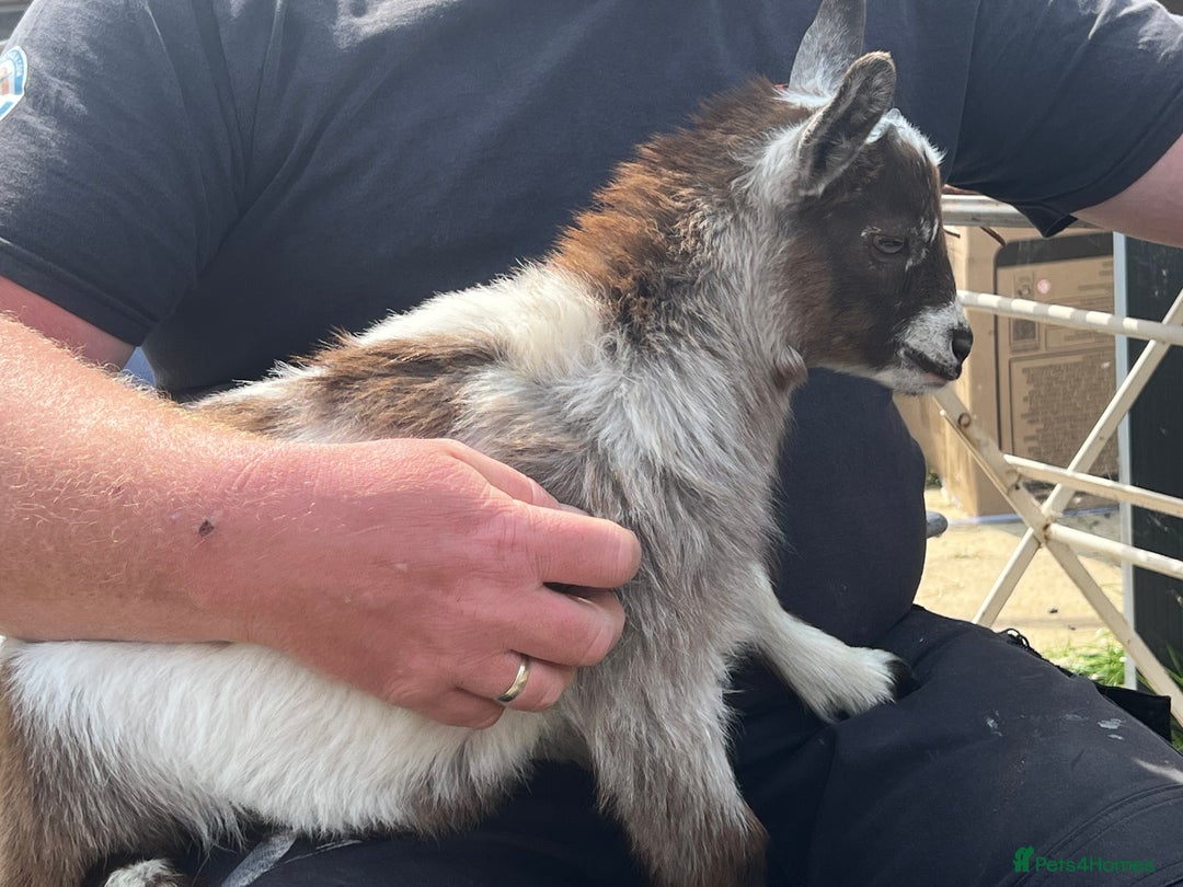 Goats livestock for sale: Gorgeous Chocolate & White Female Baby Pigmy - Image 6