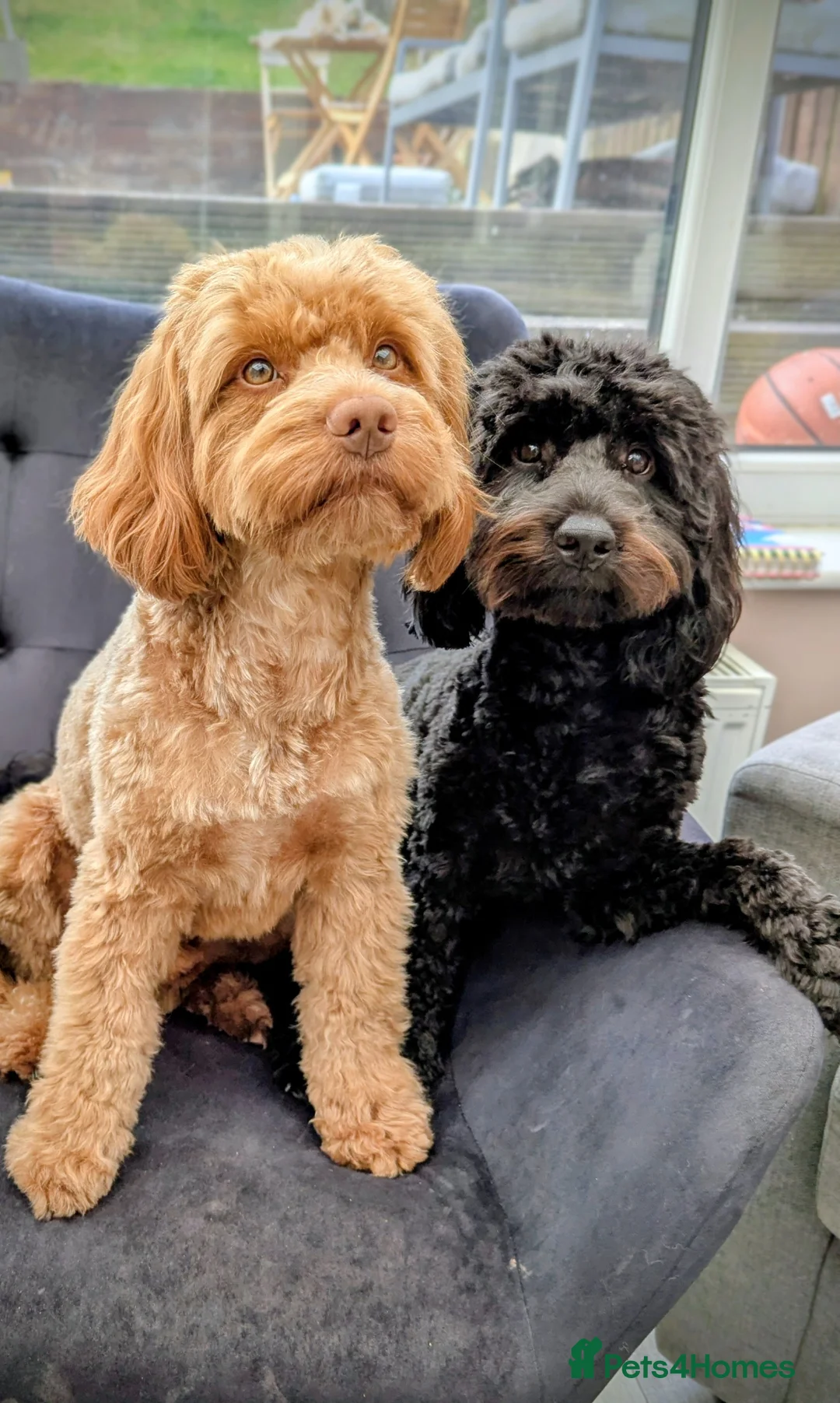 Cockapoo dogs for sale: Cockapoo puppy's  - Advert 2