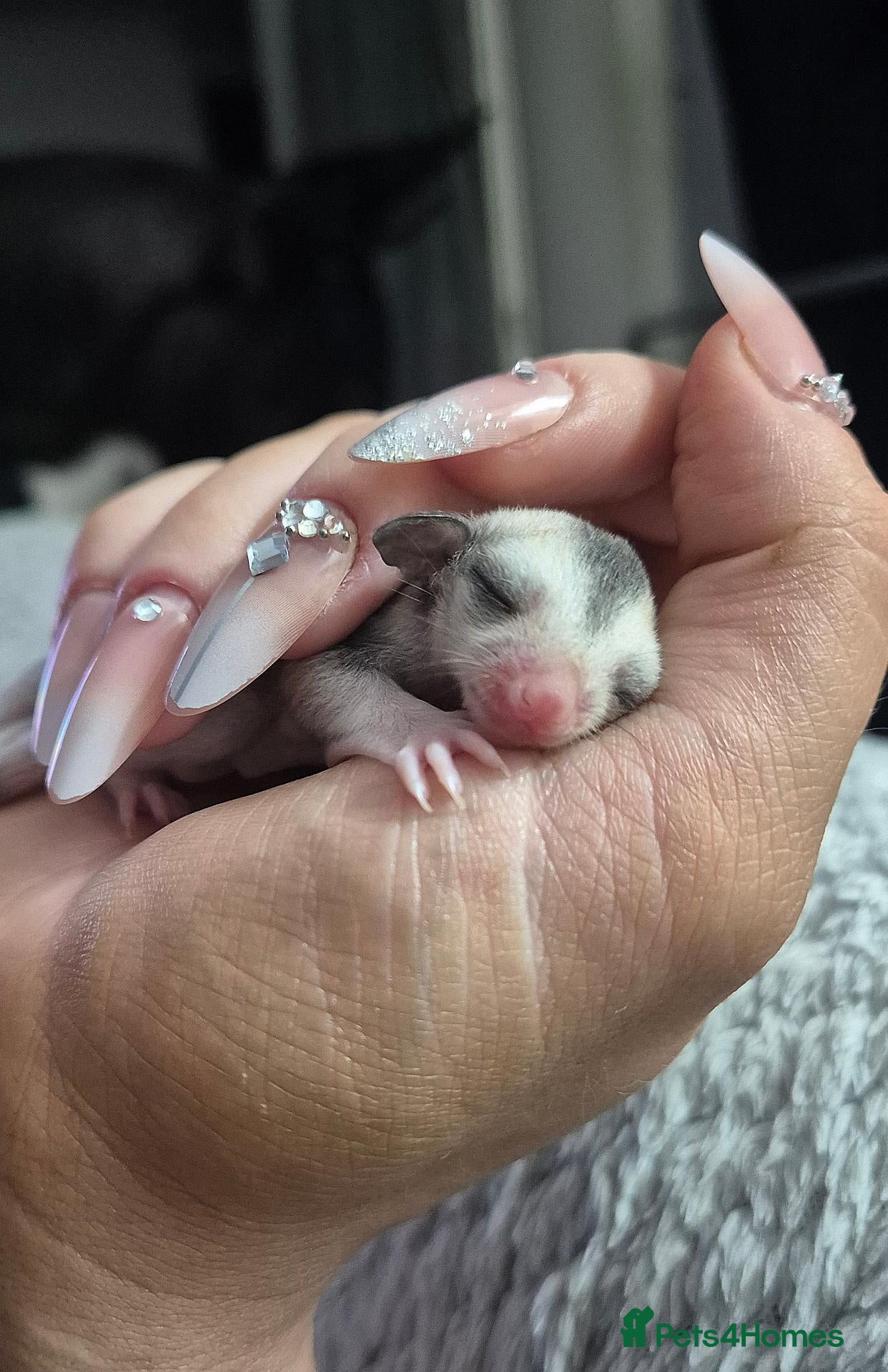Sugar Glider rodents Beautiful White Face Mosaic Sugar Glider - Advert 2