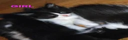 Mixed Breed cats for sale: Ragdoll cross kittens  in Carluke - Advert 5