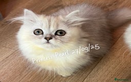 Munchkin cats for sale: Exceptional Quality & Extremely Rare Silver Minuet - Image 7