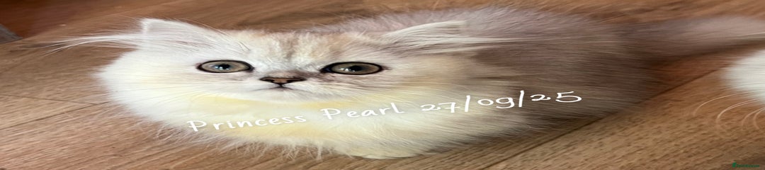 Princess Pearl