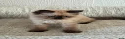 Ragdoll cats for sale: Ragdoll Liliac  - Advert 6