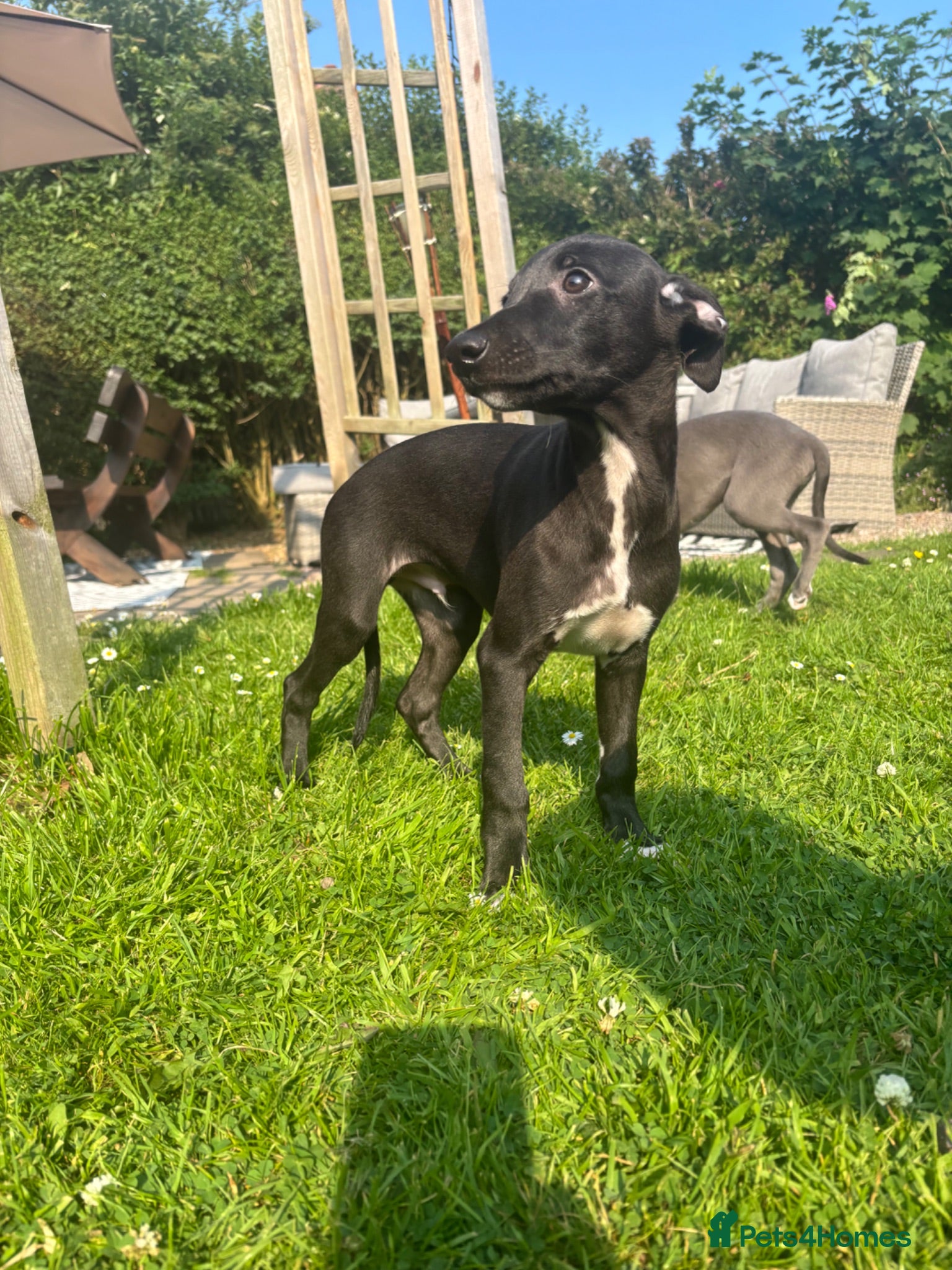 Whippet dogs KC registered Whippets health tested parents - Advert 1