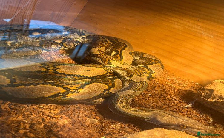 Python Snake reptiles - Advert 12