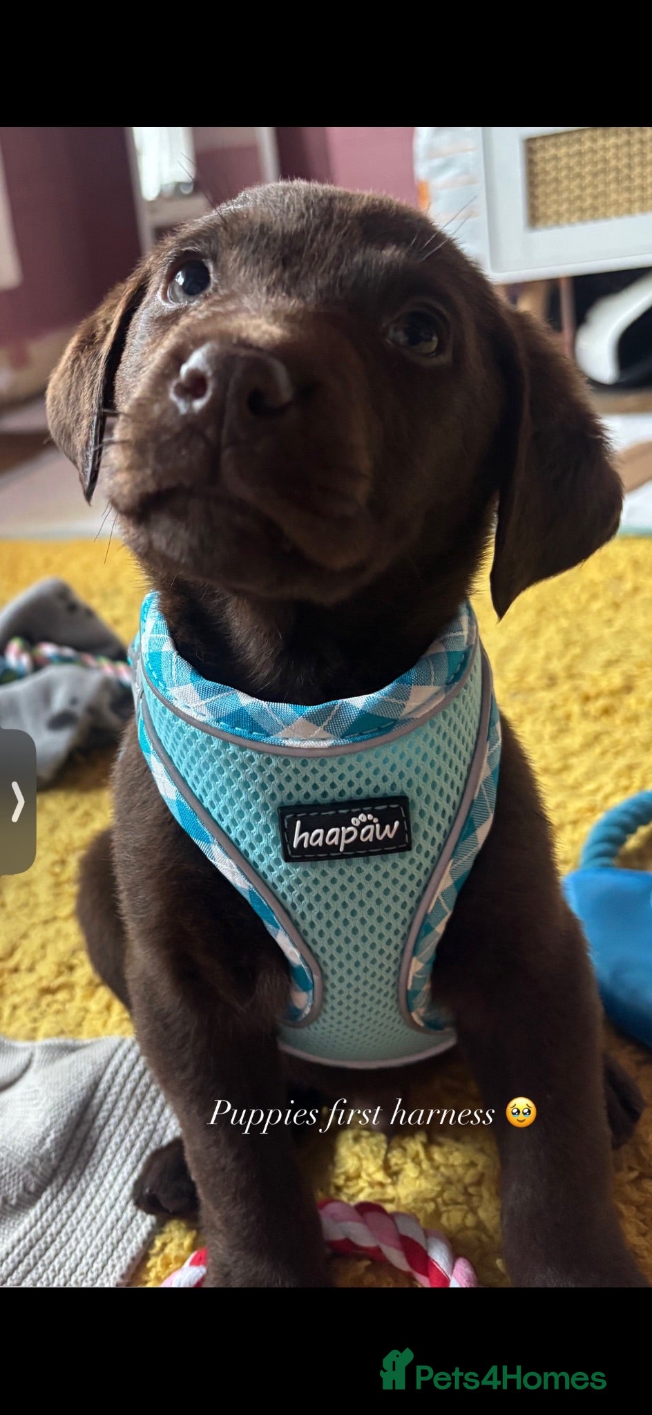 Labrador Retriever dogs 9 month old Labrador retriever - Advert 17