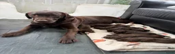 Labrador Retriever dogs for sale: Wonderful KC Chocolate Labrador Pups for Sale - Advert 1