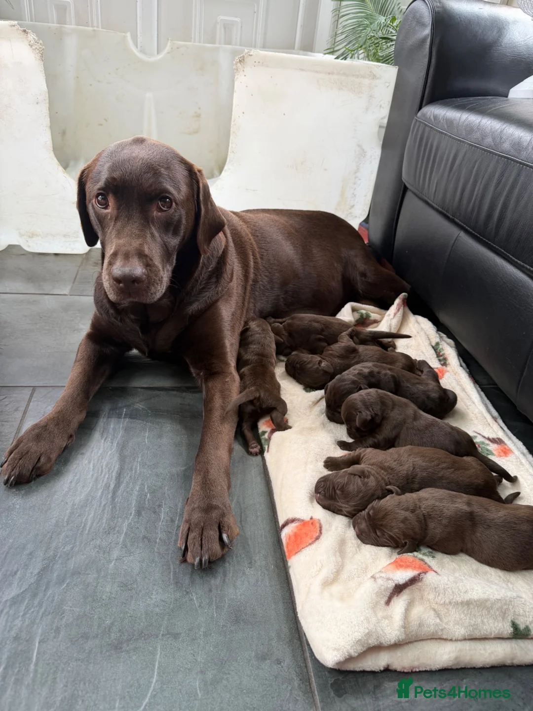 Labrador Retriever dogs for sale: Wonderful KC Chocolate Labrador Pups for Sale - Advert 1
