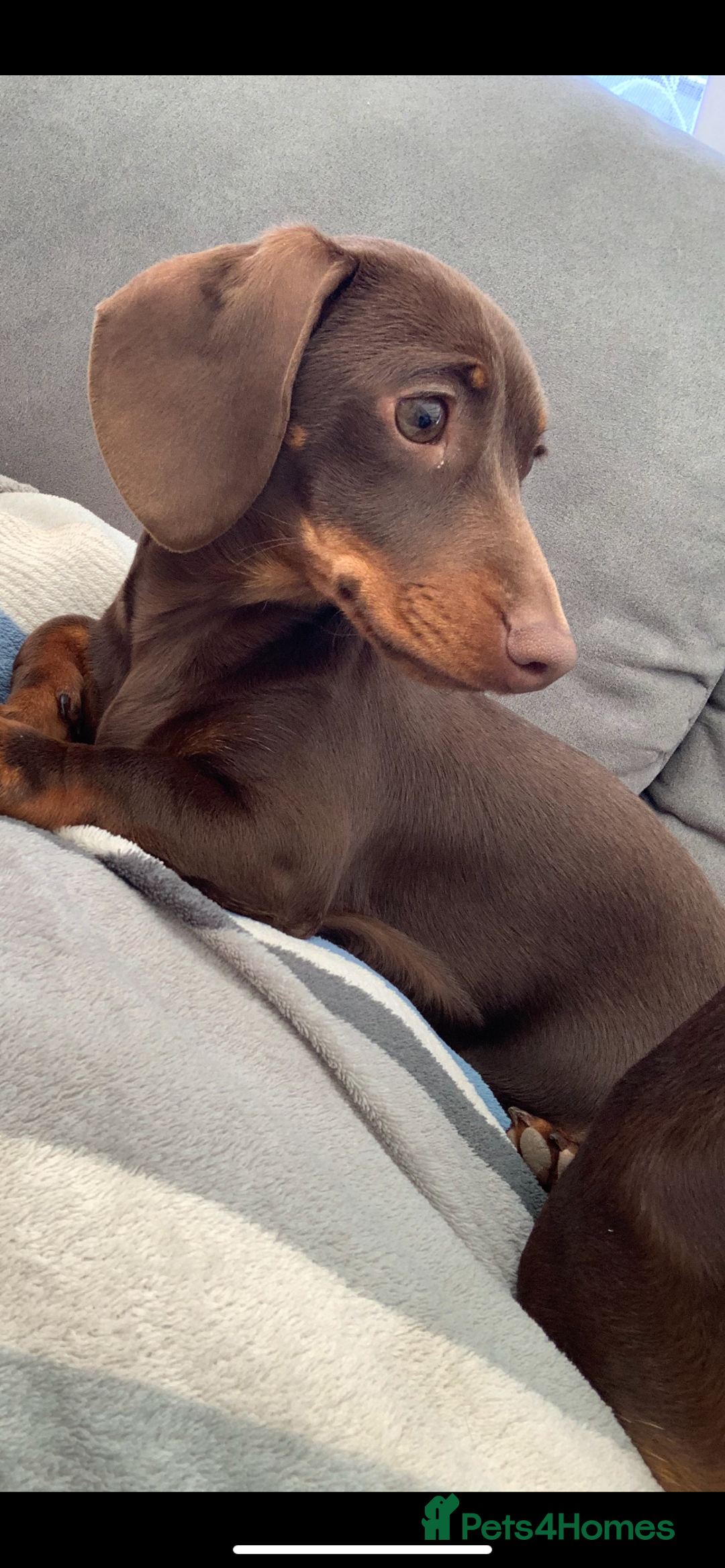 Miniature Dachshund dogs for sale: Miniature dachshund  - Advert 2