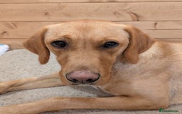 Goldador dogs for sale: Beautiful Goldador girl looking for forever home  - Advert 1