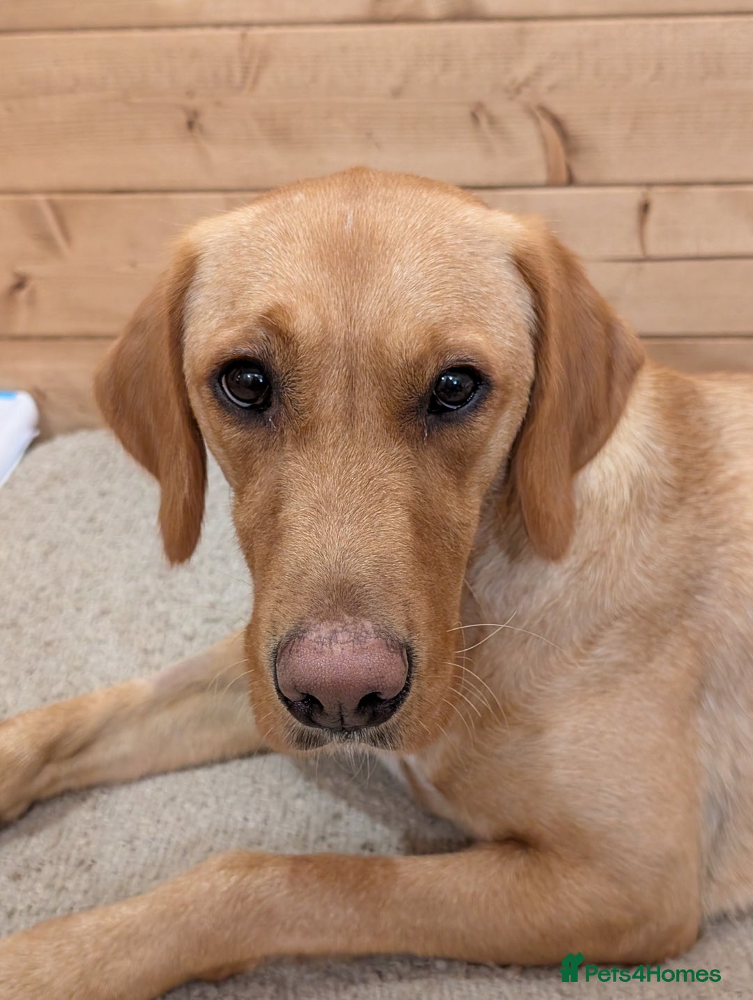 Goldador dogs for sale: Beautiful Goldador girl looking for forever home  - Advert 1