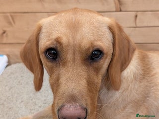 Goldador dogs for sale: Beautiful Goldador girl looking for forever home - Advert 1