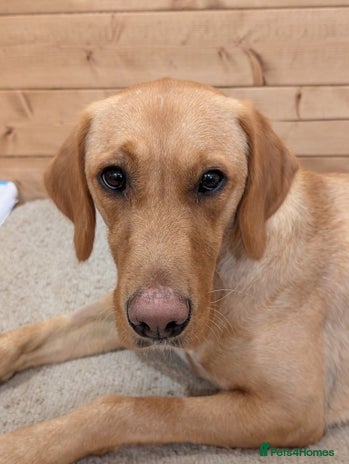 Goldador dogs Beautiful Goldador girl looking for forever home - Advert 1