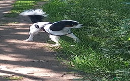Cavalier King Charles Spaniel dogs for sale: Beau boy - Image 4