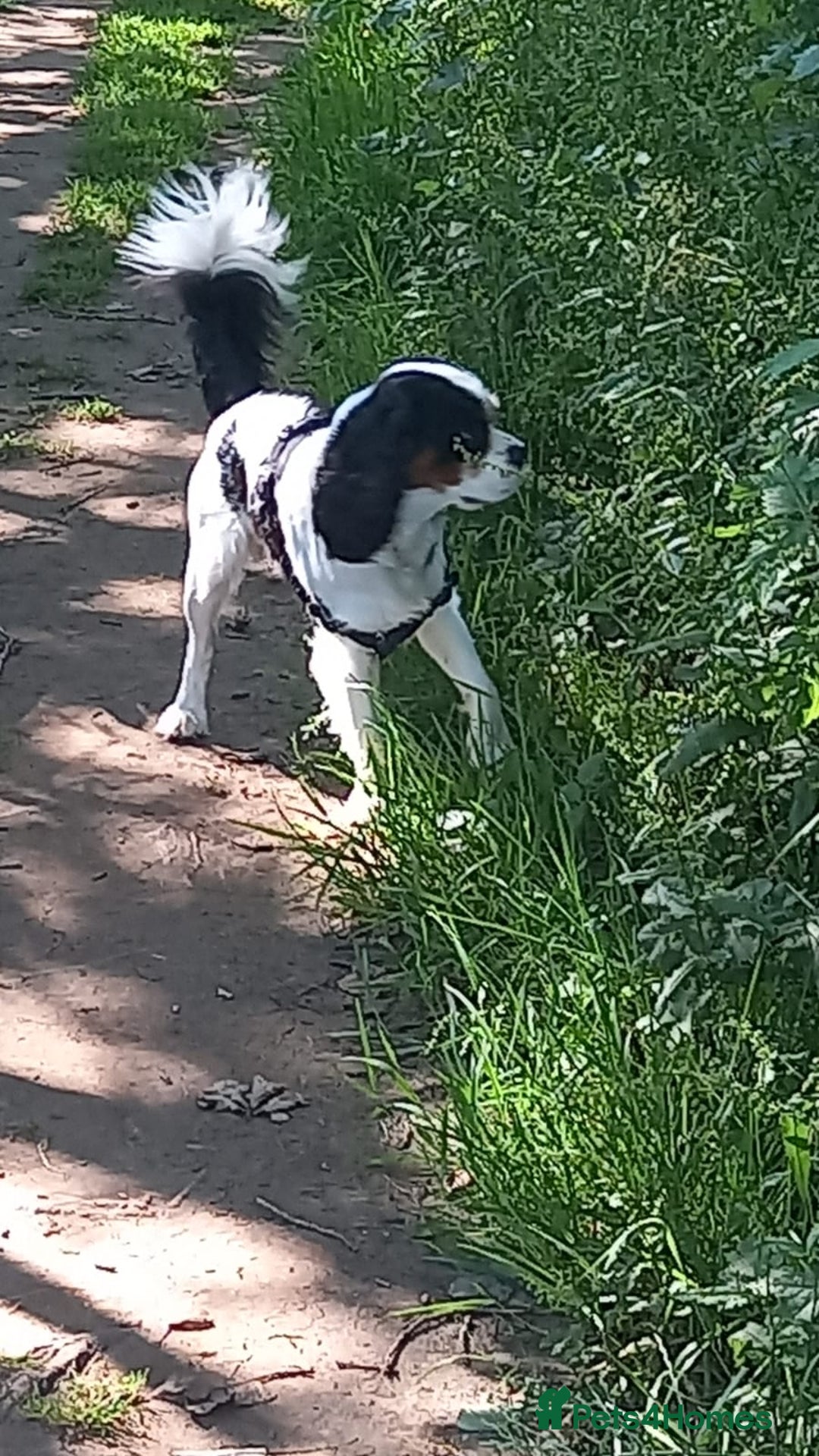 Cavalier King Charles Spaniel dogs for sale: Beau boy - Image 4