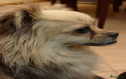 Pekingese dogs for adoption: 💖🐶 ROSA 🐶💖 - Image 11