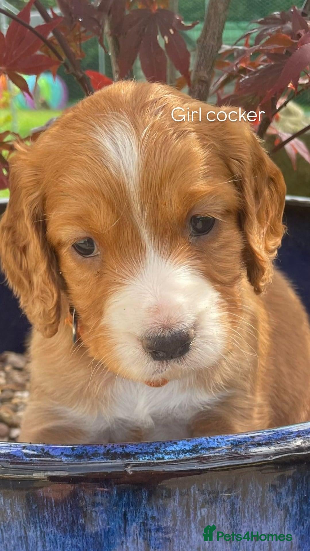 Cocker Spaniel dogs Cocker spaniels KCReg - Advert 1