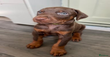 Dobermann dogs - Advert 16
