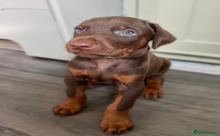 Dobermann dogs - Advert 4