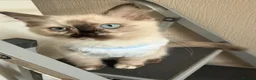 Ragdoll cats for sale: Ragdoll girl  - Advert 15
