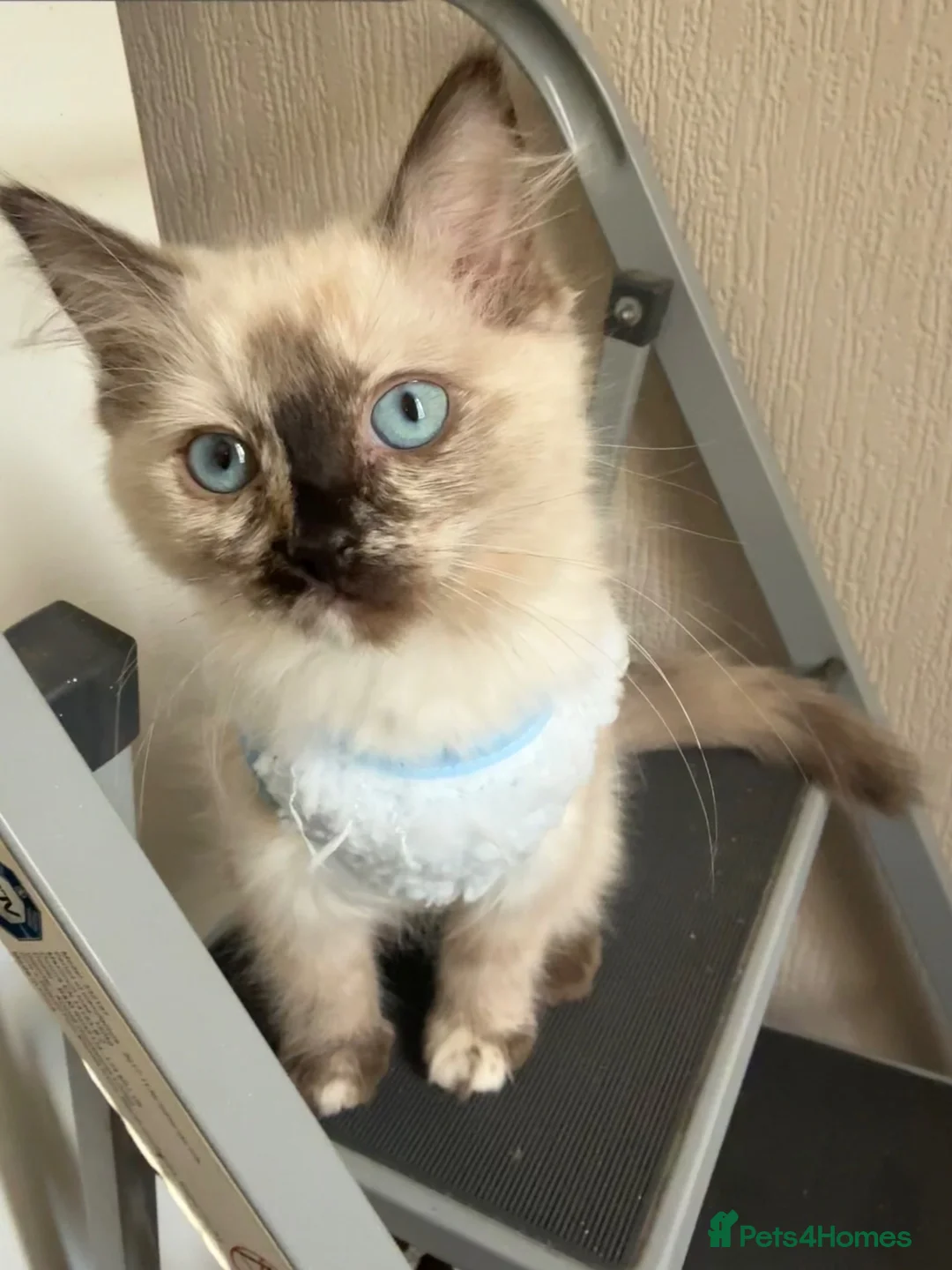 Ragdoll cats for sale: Ragdoll girl  - Advert 15