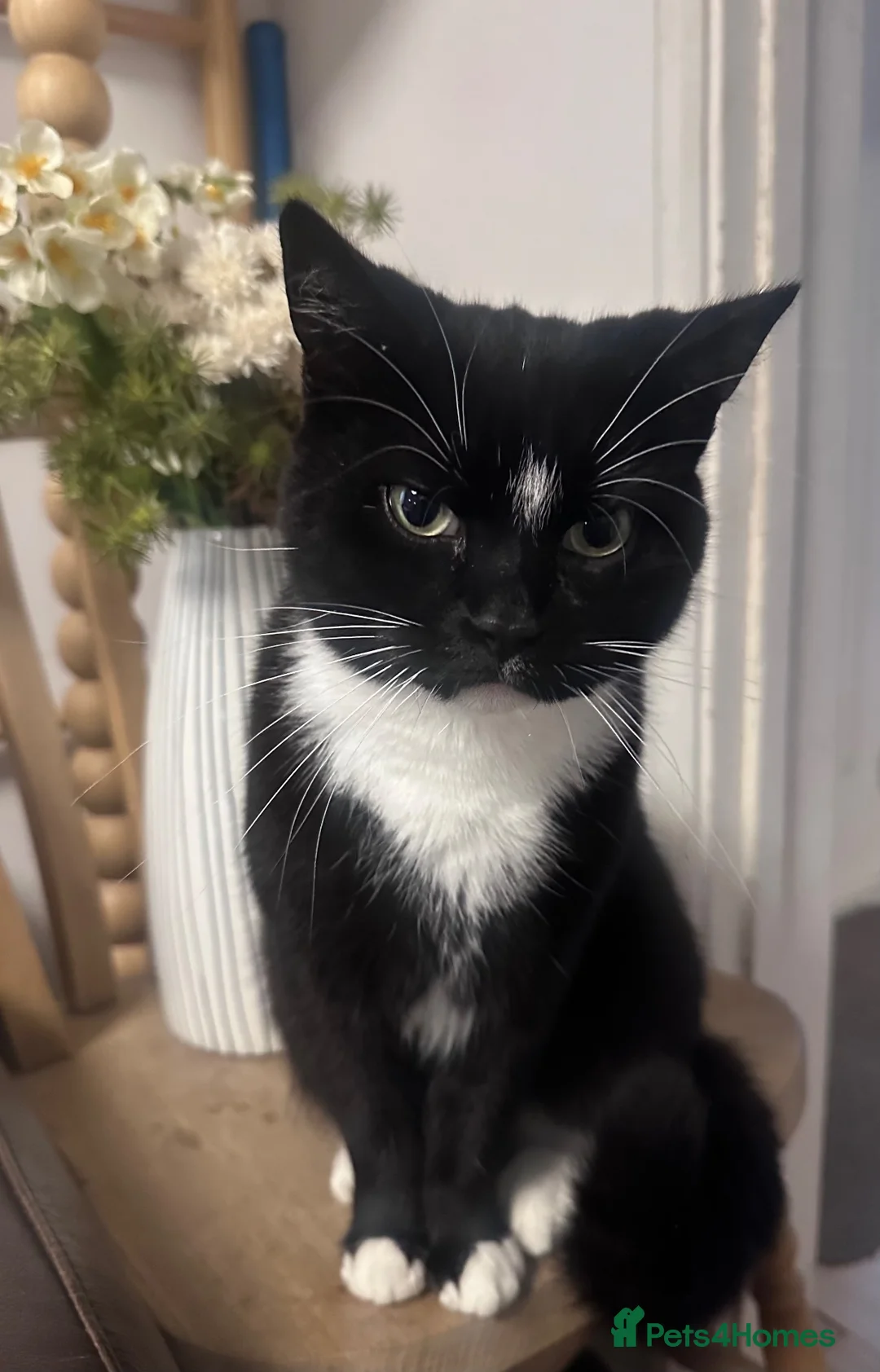 Mixed Breed cats for sale: For Adoption -(Free)  2 x female cats - Advert 14