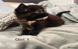 Domestic Shorthair cats for sale: Girl 1 left ❤️😻❤️ 7wks and ready to leave  - Image 11