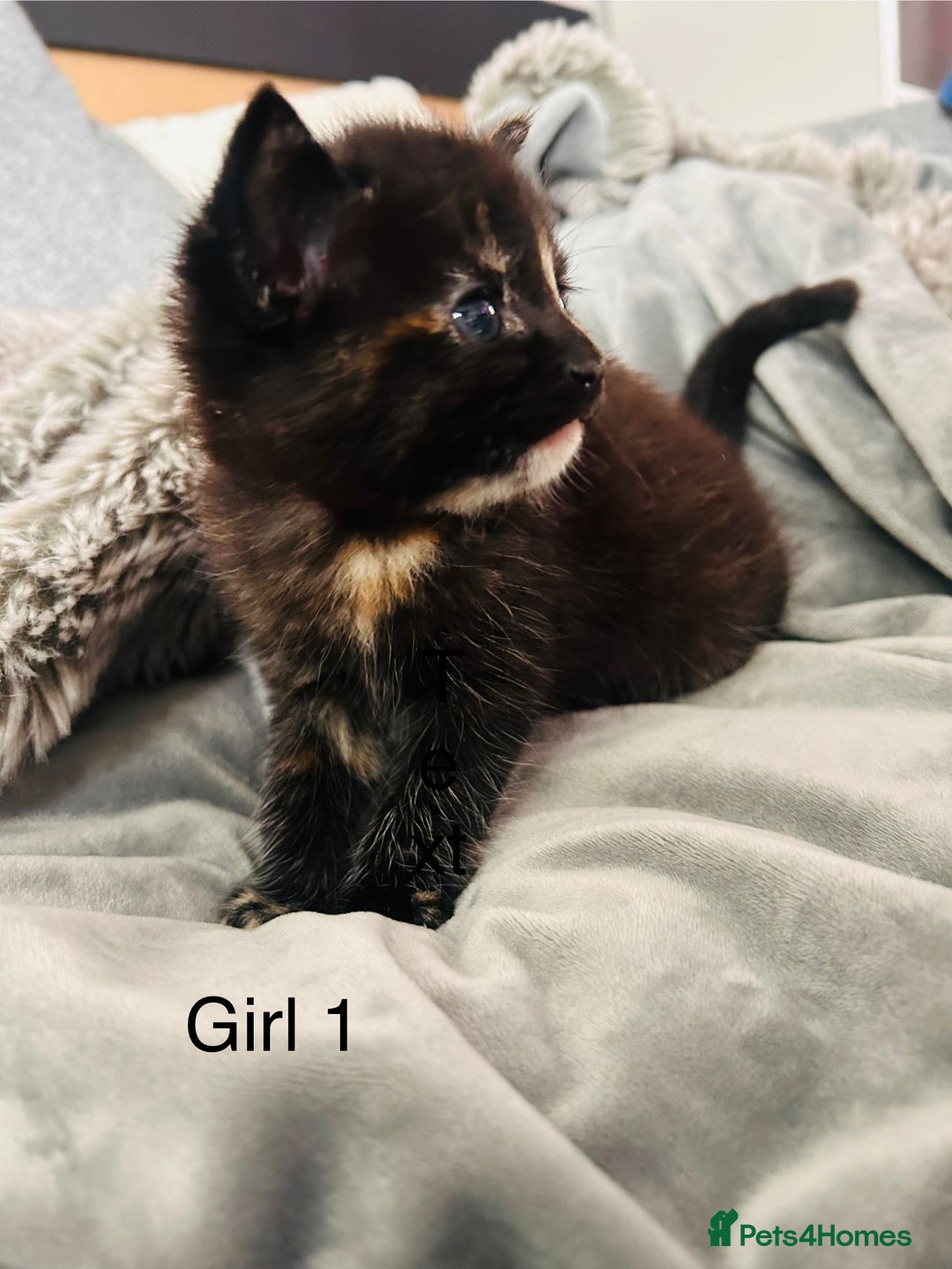 Domestic Shorthair cats for sale: Girl 1 left ❤️😻❤️ 7wks and ready to leave  - Image 11