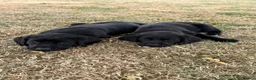 Labrador Retriever dogs for sale: 🖤🧡Fantastic Chucky KC Lab Puppies - Advert 4