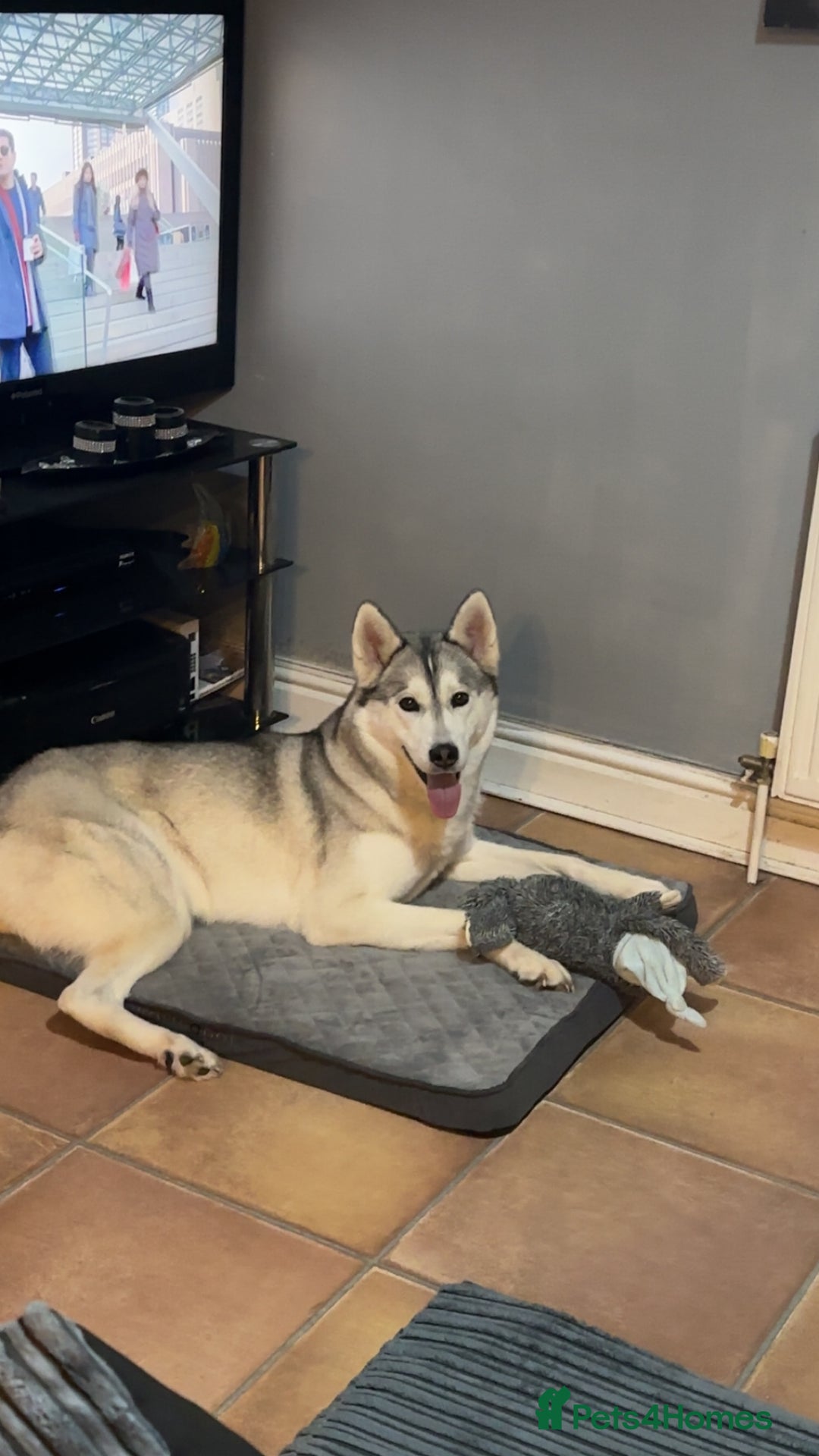 Siberian Husky dogs for sale: 3 year old Siberian husky* - Advert 3
