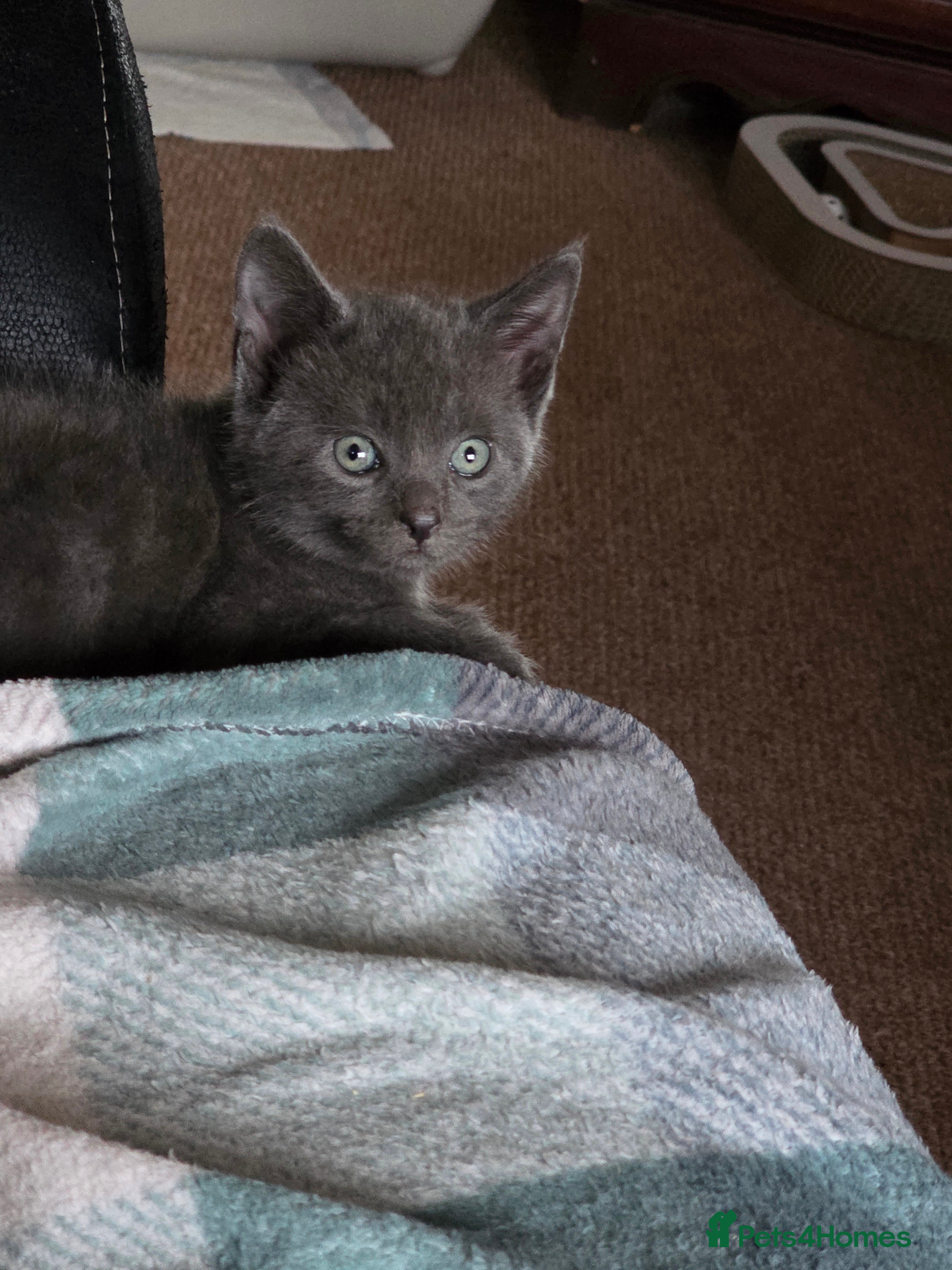 Russian Blue cats Emma  - Advert 1