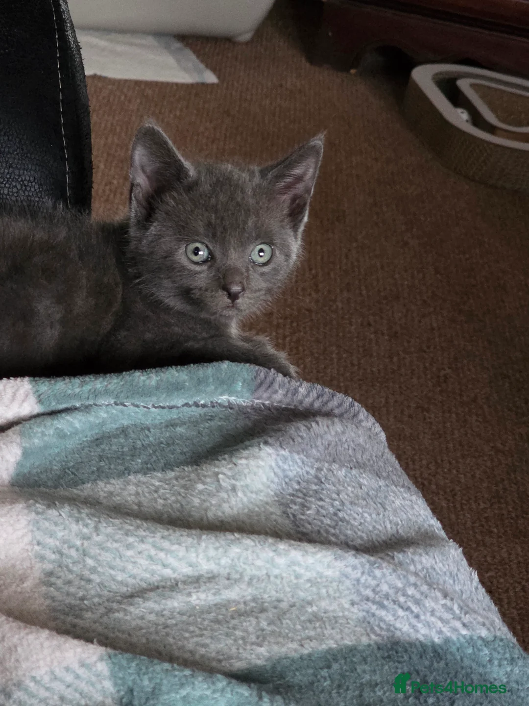 Russian Blue cats for sale: Emma  - Advert 1