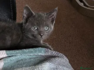 Russian Blue cats Emma - Advert 1