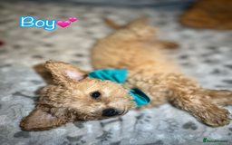 Miniature Poodle dogs for sale: 🐶 Miniature Poodle Puppies! 🐾 - Image 2